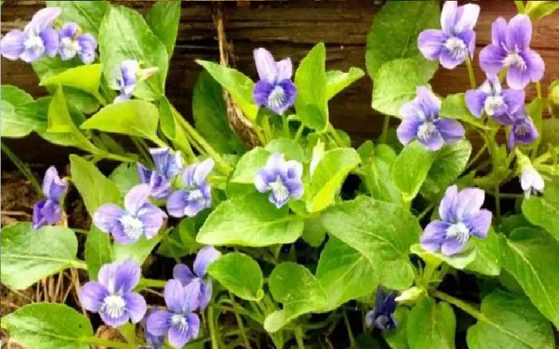 لمواجهة أخطر الأورام.. مادة ساحرة في