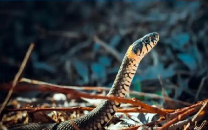 التغيرات المناخية أيقظت الثعابين.. كيف تسعف