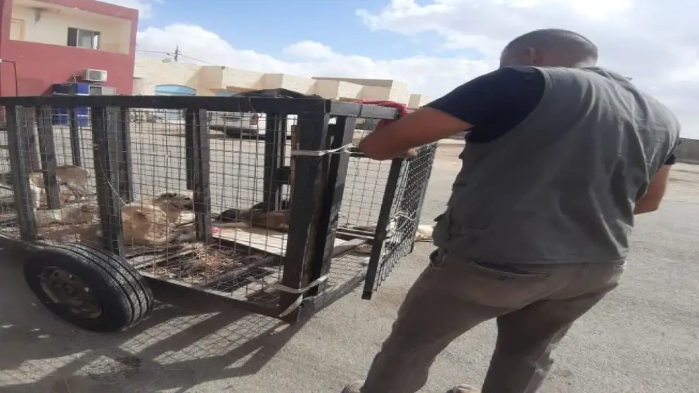 مأدبا: مركز إيواء الكلاب الضالة يسهم