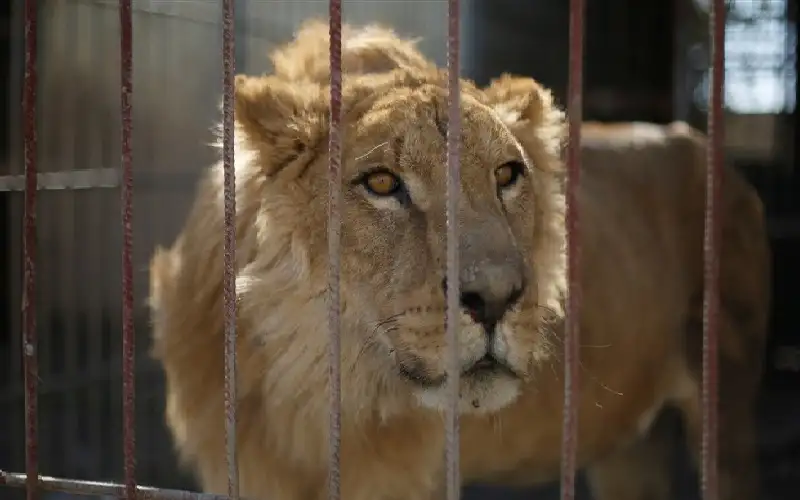 أسد يقتل حارسه في نيجيريا