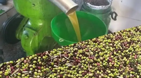 توقع إنتاج نحو 10 آلاف طن