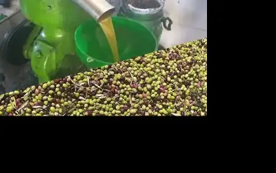 توقع إنتاج نحو 10 آلاف طن