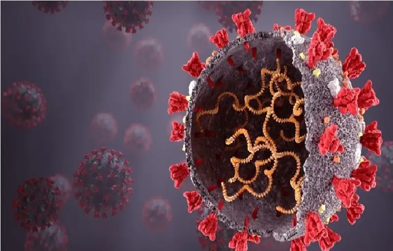 درسة تؤكد تأثير عدوى كوفيد على
