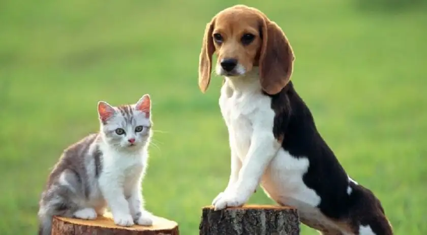 قطط وكلاب ترث ملايين الدولارات