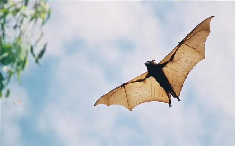 وفاة طفل كندي بفيروس نادر