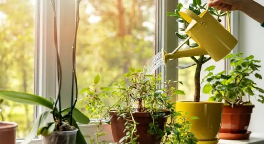 للنباتات أيضا أذن موسيقية .. دراسة