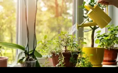 للنباتات أيضا أذن موسيقية .. دراسة
