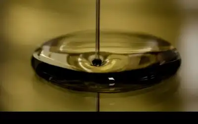 تقديرات بإنتاج 1317 طنا من زيت