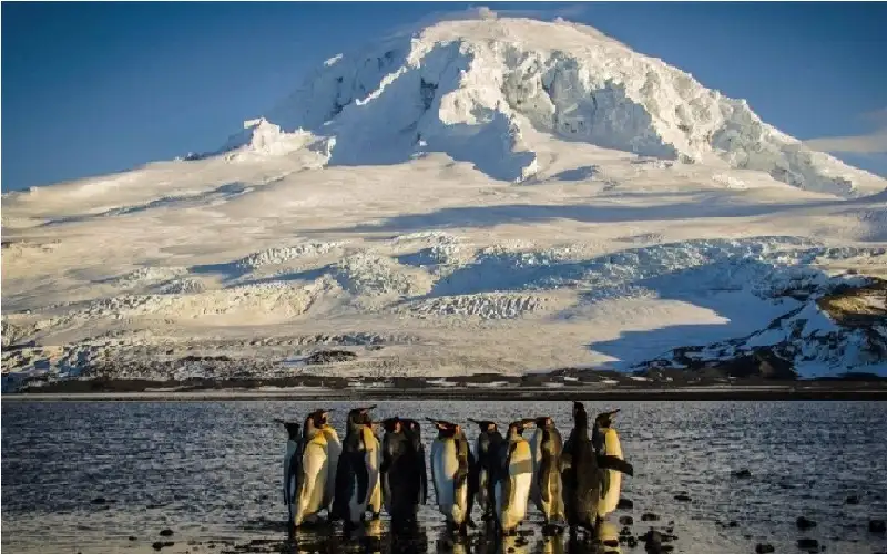 لحماية البطاريق.. أستراليا توسع محمية في