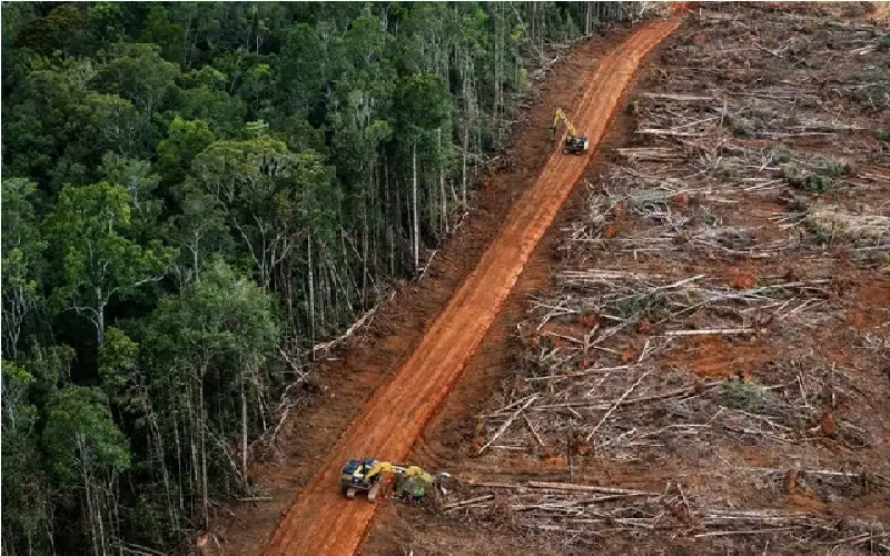 الغابات المدمرة في 2023 تعادل حجم