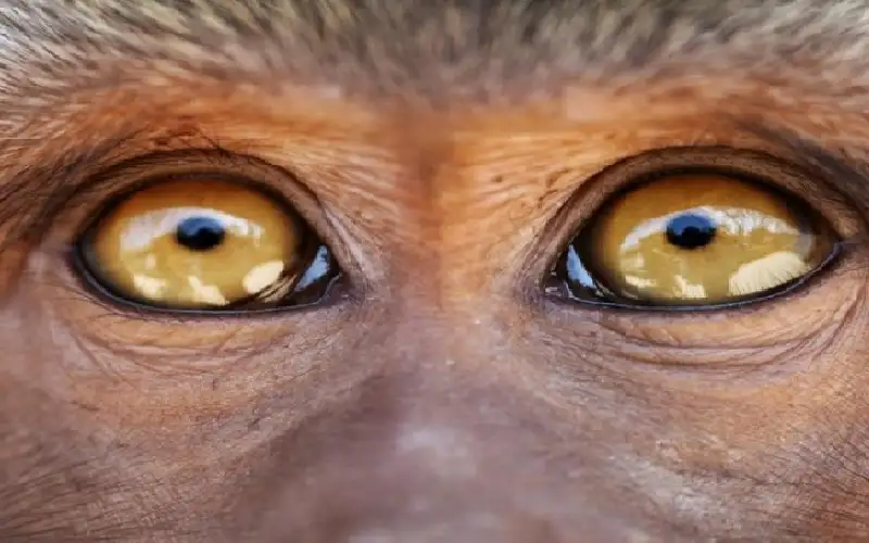 اليابان.. علاج عين قرد بخلايا بشرية