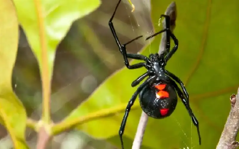 علماء يفكون شفرة سم عنكبوت الأرملة