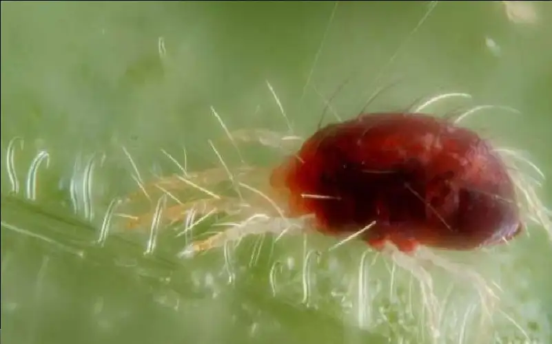 سوس العنكبوت الأحمر يهدد مزارع ليبيا..