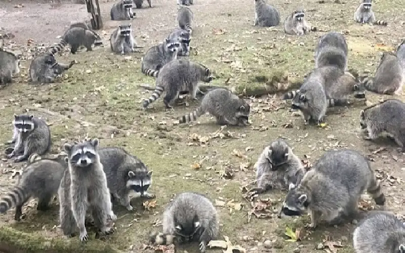 حاصروا منزلها.. امرأة تتصل بالشرطة لإنقاذها