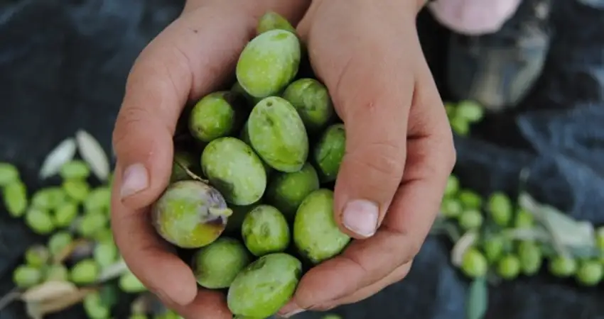 زراعة الكورة تدعو المزارعين مراعاة أفضل