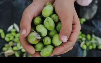 زراعة الكورة تدعو المزارعين مراعاة أفضل