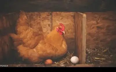 أيهما أولا الدجاجة أم البيضة؟ العلماء