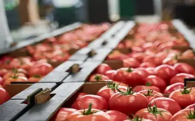 الحكومة تقرر دعم صادرات وتصنيع البندورة