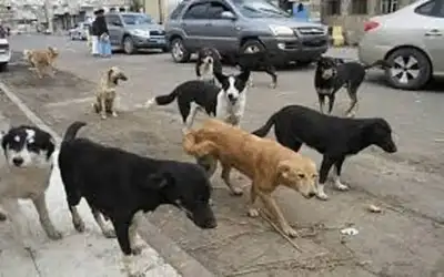 الزرقاء .. كلاب ضالة تعقر طفلة