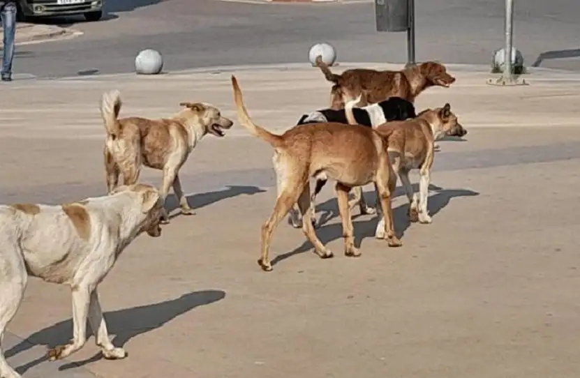 كلب ضال ينهش 6 أطفال ببلدة