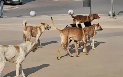 كلب ضال ينهش 6 أطفال ببلدة