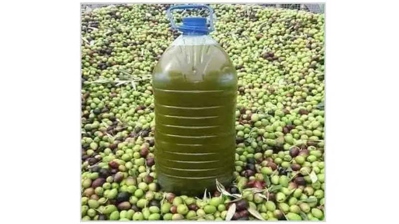 الزيتون .. طعام وزيت وأمثال وأغان