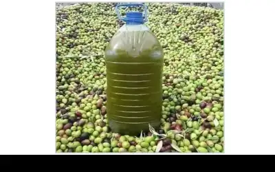 الزيتون .. طعام وزيت وأمثال وأغان