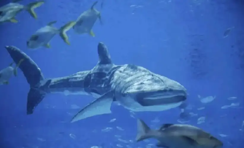 في الصين.. حديقة مائية تغري زوارها