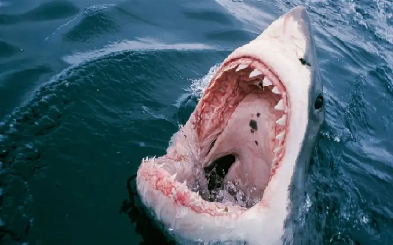 انتقام صيادين من قرش