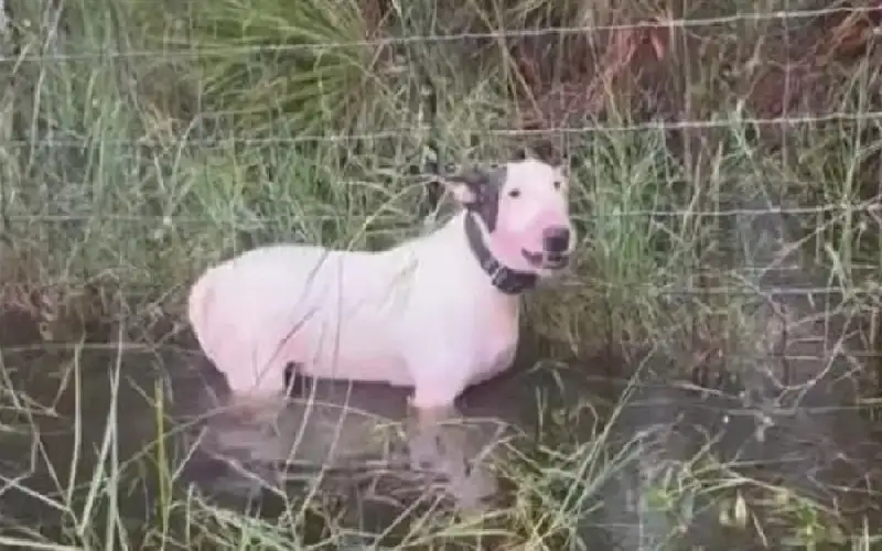 اعتقال رجل ترك كلبه مقيدا أثناء