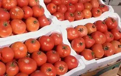 الزراعة: دخول 8 إرساليات من البندورة