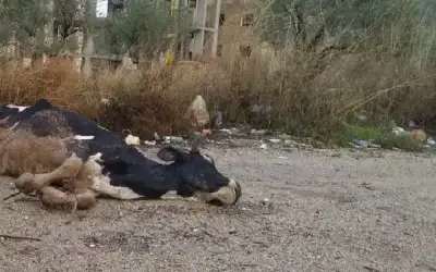 دعوات لمحاسبته.. مغربي يضرب بقرة جاره