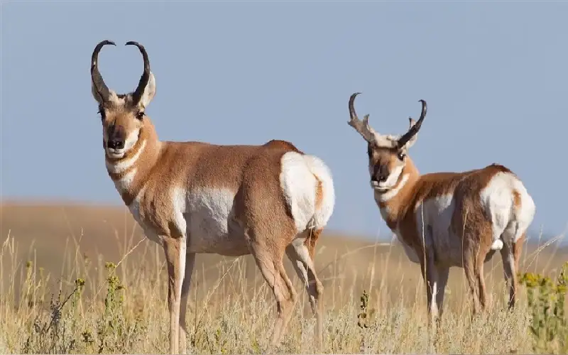 إسبانيا.. ظبي يقتل مسنا ويصيب زوجته