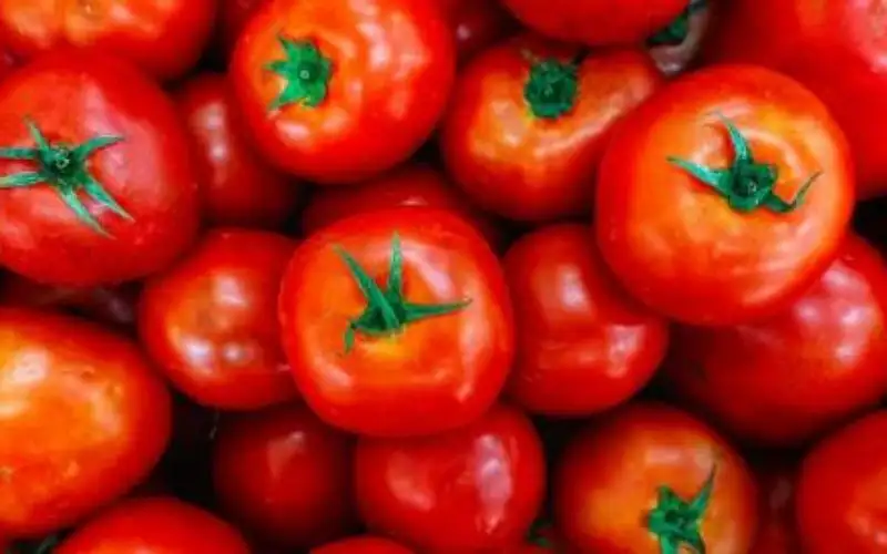 الحكومة تقرر دعم صادرات وتصنيع البندورة