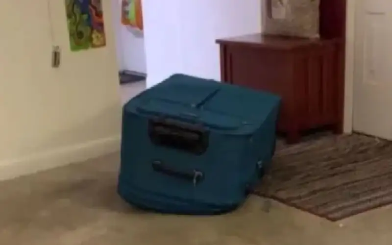 تطالب بالبراءة.. وضعته في حقيبة وصورته