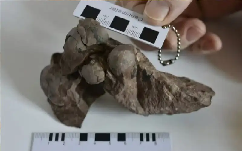 عمرها 80 مليون عام.. بيضة ديناصور