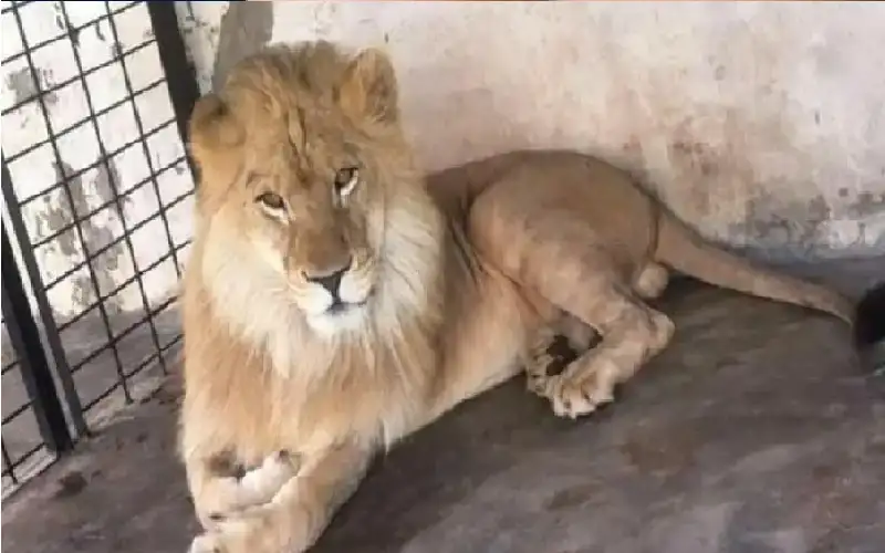 يعيش في منزل صاحبه.. أسد نادر