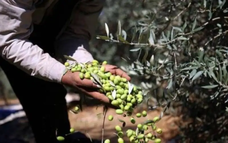 وزارة الزراعة: لا تمديد على فترة