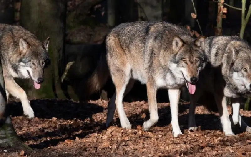 ترك جثتها للذئاب.. مصري يتخلص من