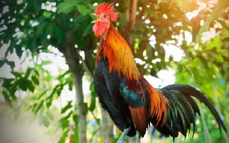 يصيح 15 مرة في ربع ساعة..