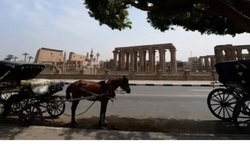 عربات خيول في شوارع مصر مع