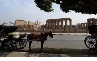 عربات خيول في شوارع مصر مع