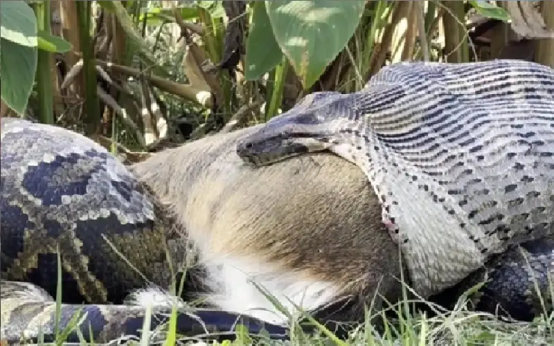 قاتل متسلسل.. رصد ثعبان ضخم يستعرض