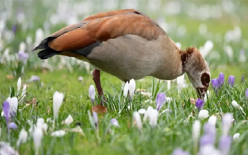 أسراب الأوز المصري والضفادع الأمريكية والدبابير