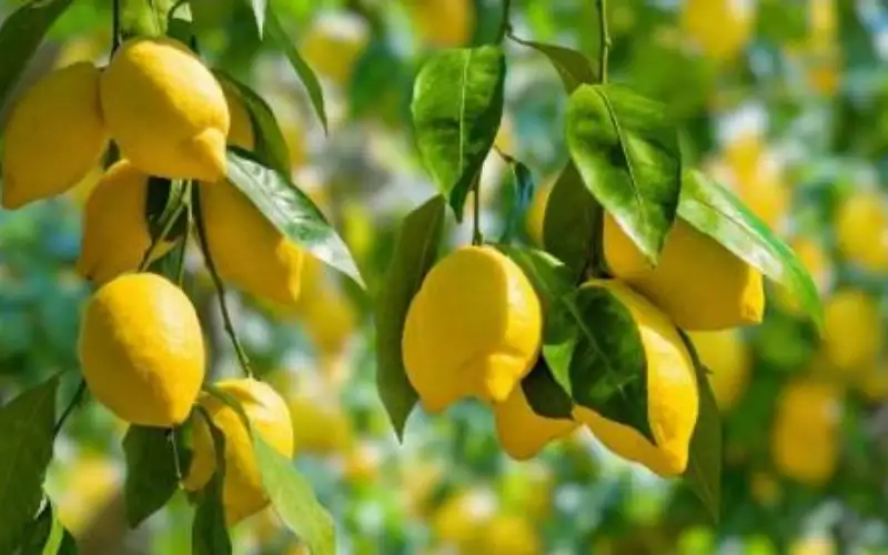 وزير الزراعة يوضح أسباب أزمة الليمون