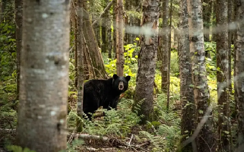 لإخفاء جريمته.. يستنجد بالشرطة لإنقاذه من