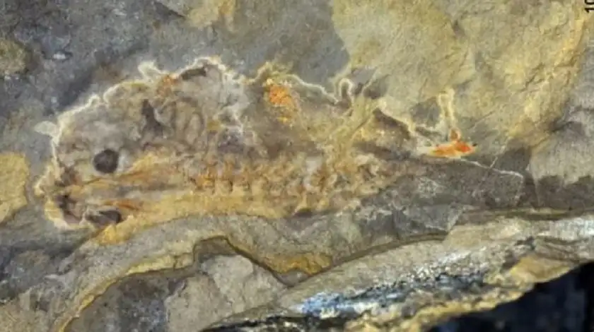 اكتشاف أقدم حفرية لنوع من الضفادع