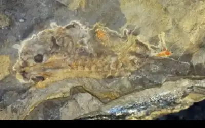 اكتشاف أقدم حفرية لنوع من الضفادع