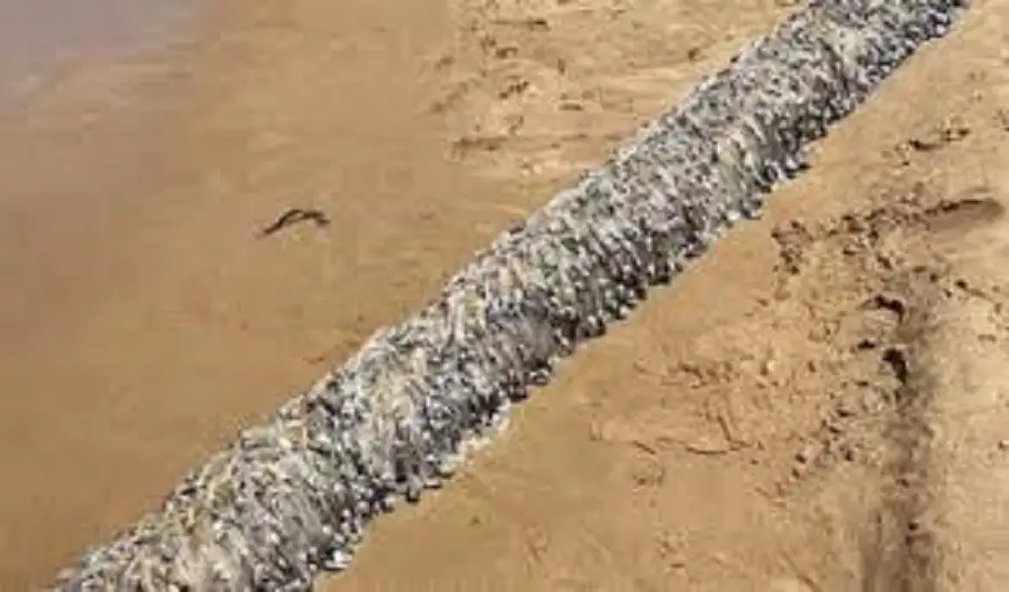 مخلوق غريب يظهر في أستراليا.. والسكان