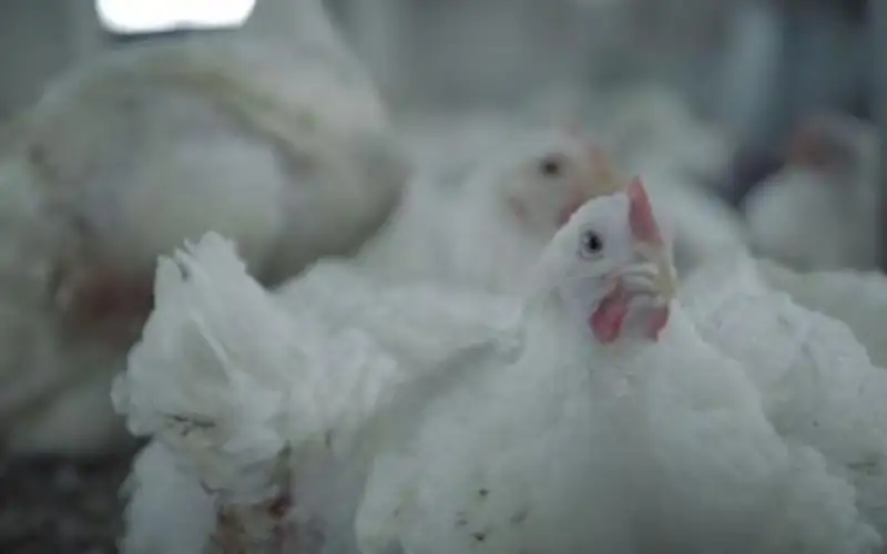 ظهور بؤرة لسلالة شديدة العدوى من